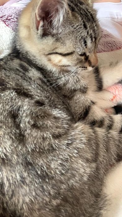 Домашний Котенок