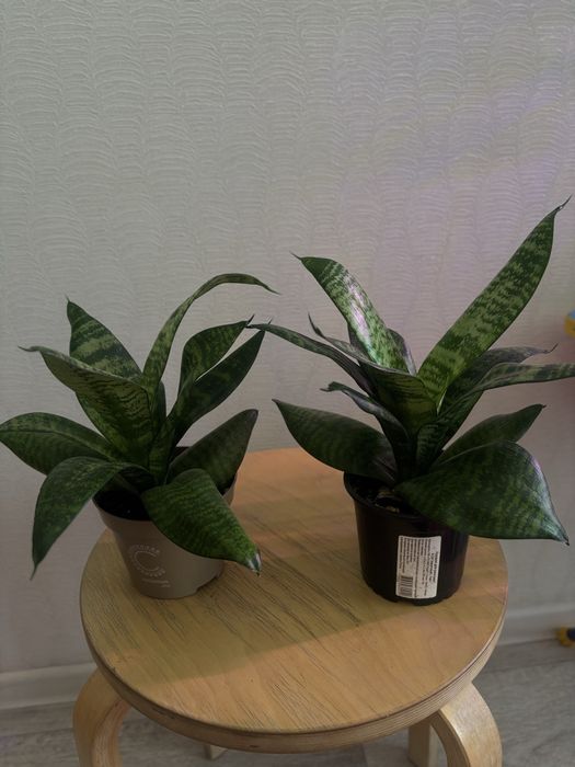 Продам комнатные цветы