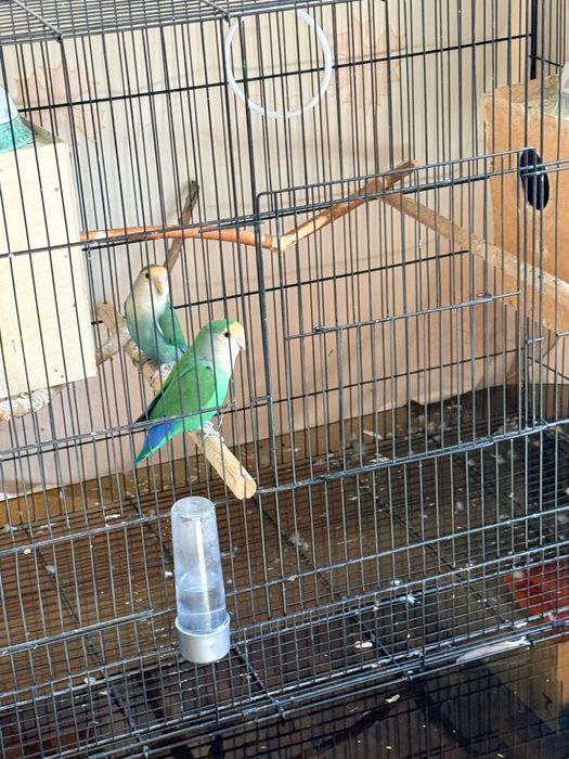 Попугаи неразлучники