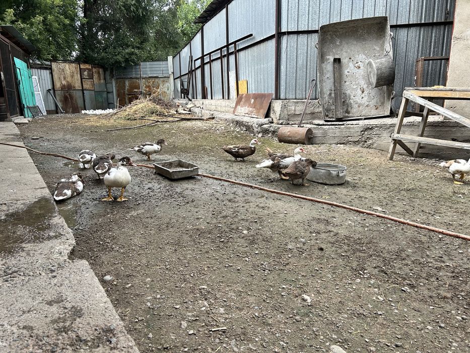 Продаются индоутки