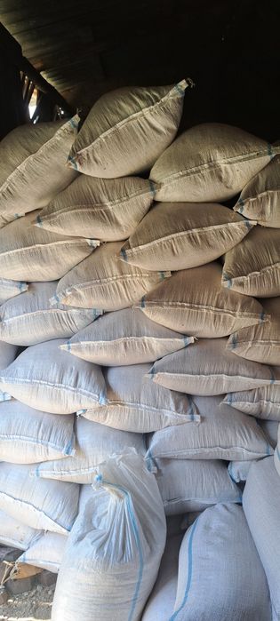 Rumeguș de fag si carpen