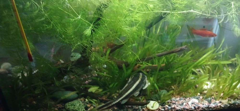 Продам сома платидораса