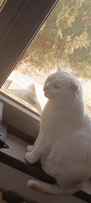 Scottish fold срочно сотилади