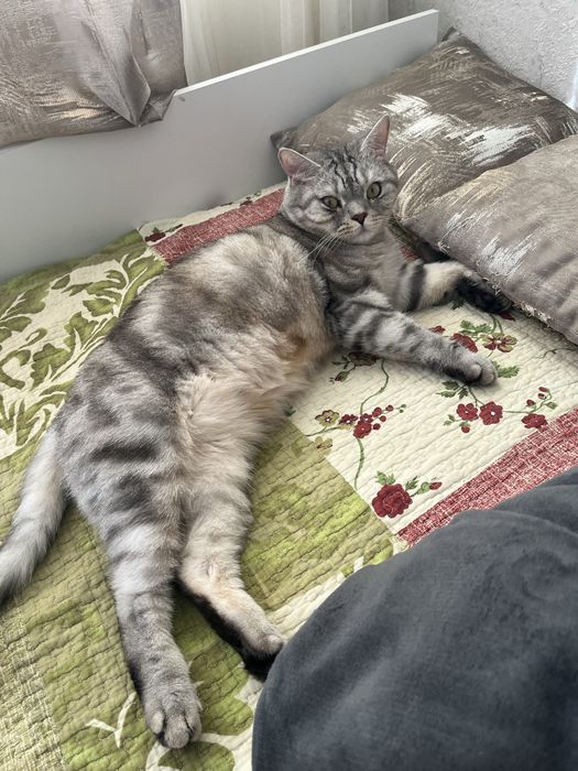 Кошка домашняя шотладская