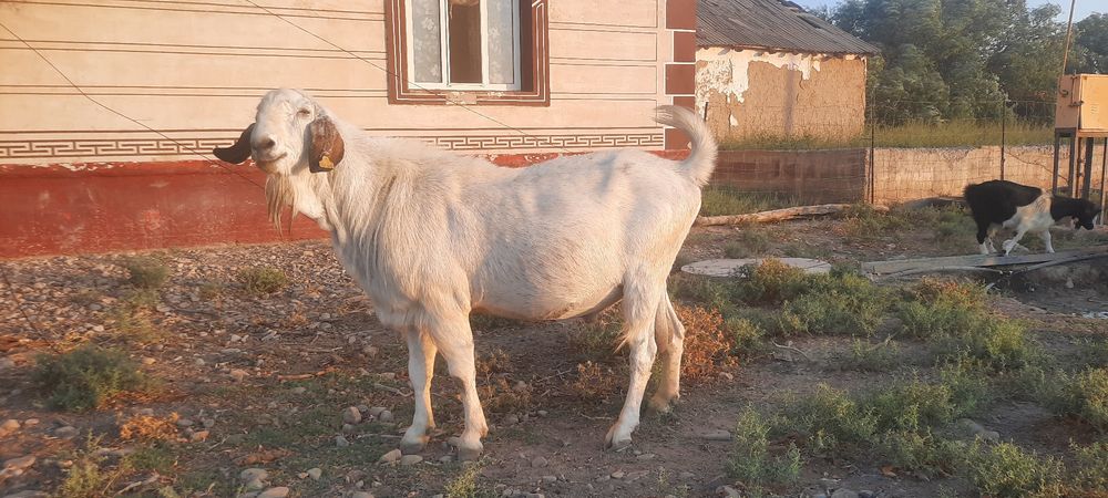 Үш жасар парода теке сатылады