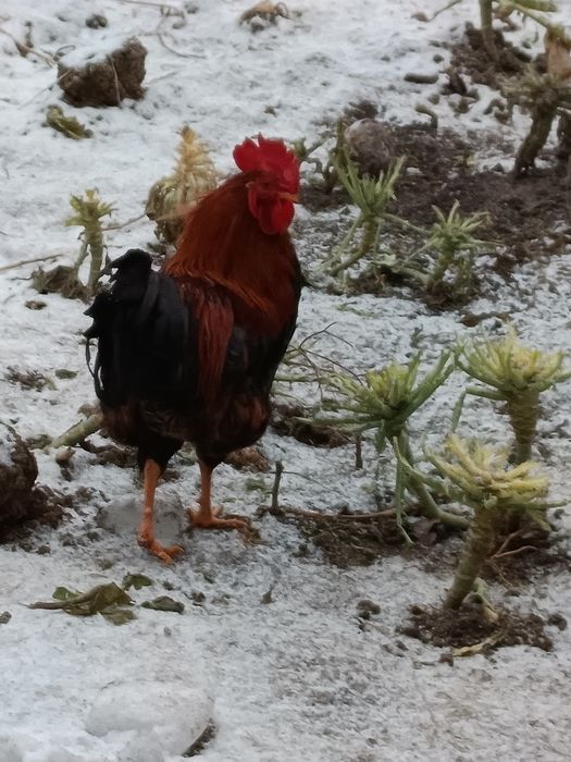 Cocoș din primăvară