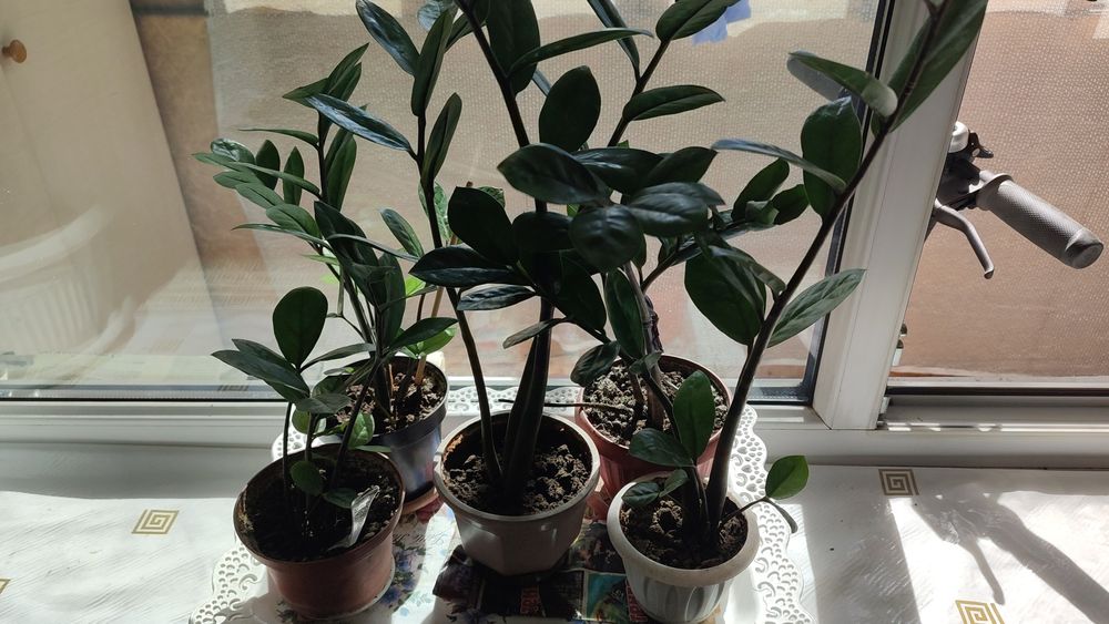 Долларовые цветы продаю