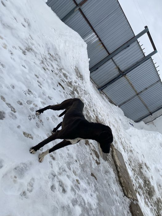 Жарғақ тазы сатам