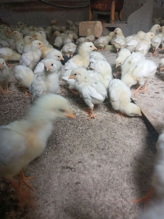 20 кунлик Жужа сотилади тез ва арзон