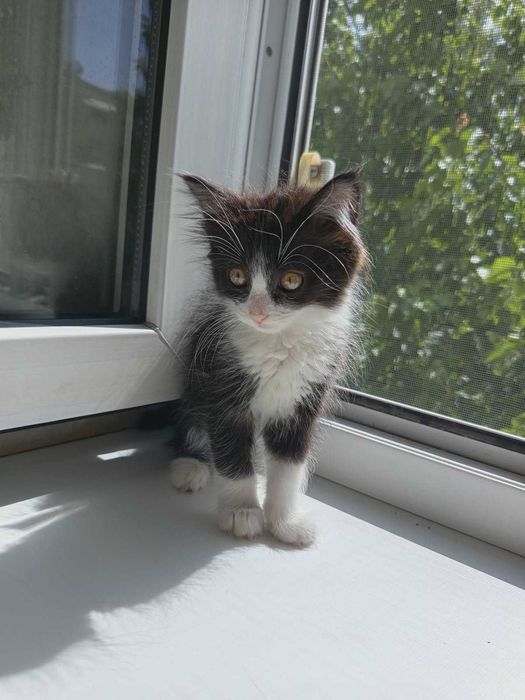 Котята бесплатно