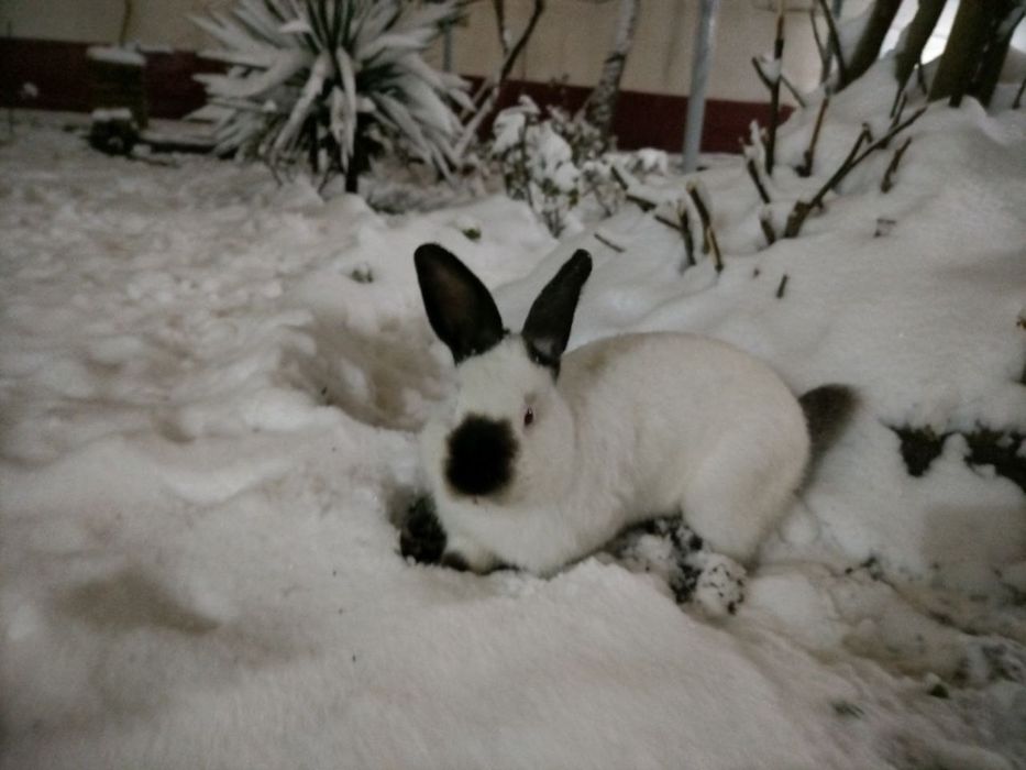 Kaliforniya quyon sotiladi !