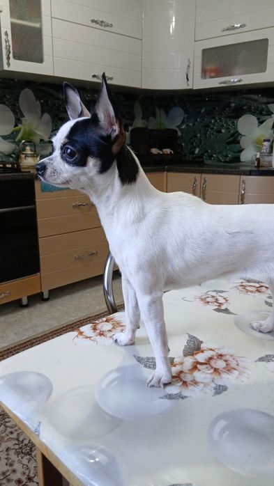 Нужен мальчик для нашей девочки "Чихуахуа "