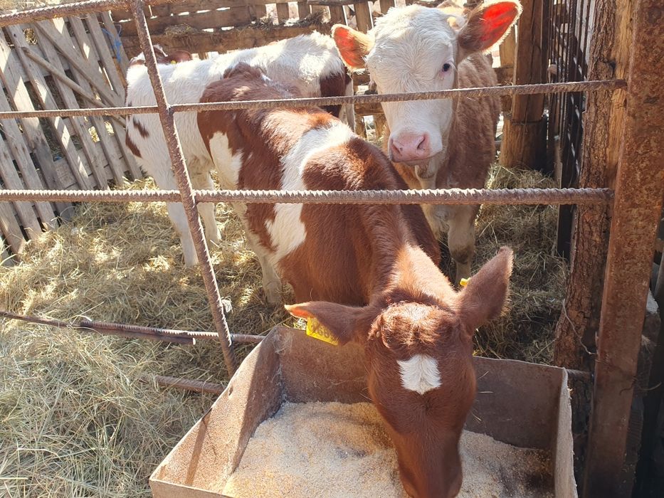 Vand 3 vitele baltate