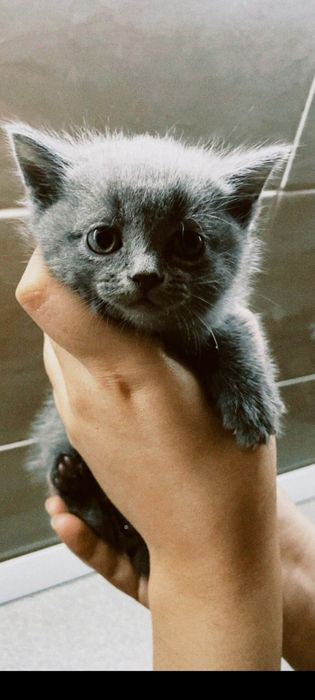 Продаю породу котенков