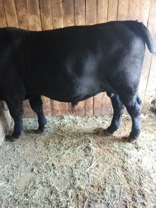 Vițel Black Angus pentru Montă – Rasă Pură
