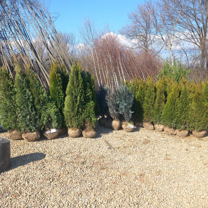 Plante Ornamentale Aclimatizate – Verifici Marfa și Montăm