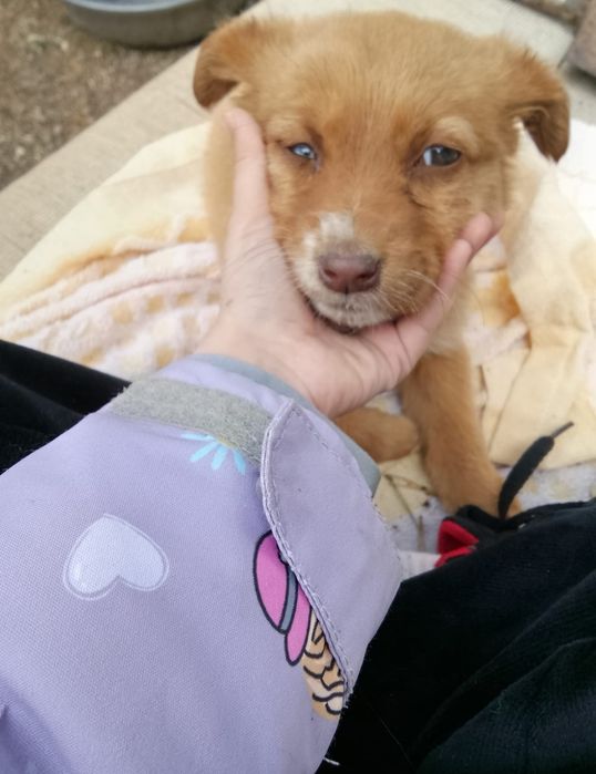 Отдам двух девочек. Приблудились, Жалко.