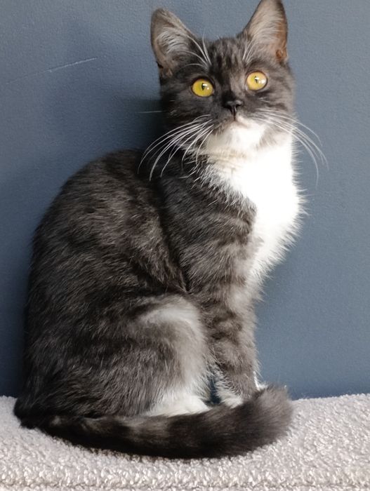 Принц ищет любящих мампап.