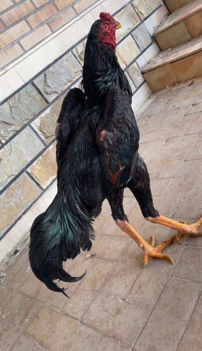 O shamo iyun chiqan yirik juja vesi 4,2 kg