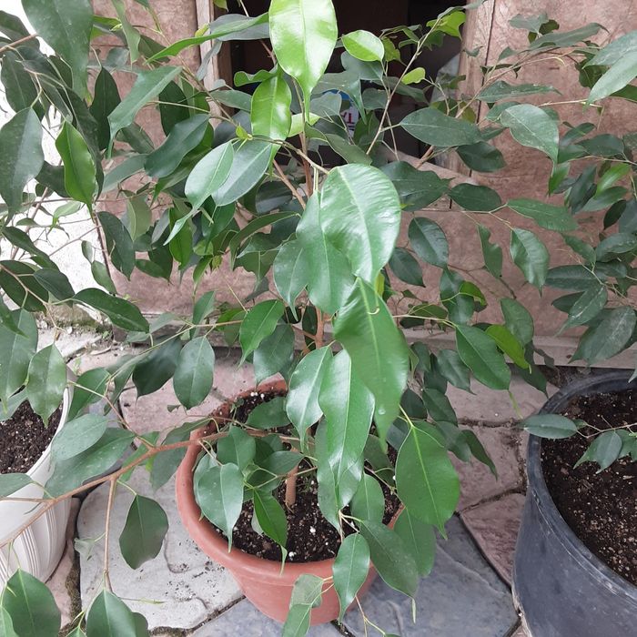 Продам Фикус Бенджамина