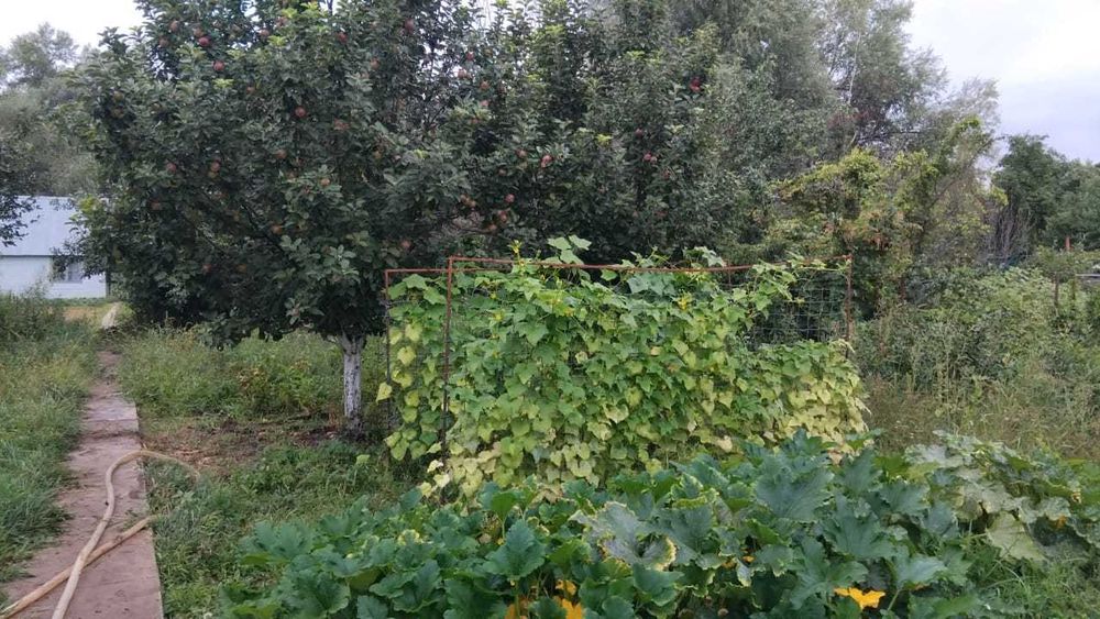 Дача на Телецентре с мансардным домиком.