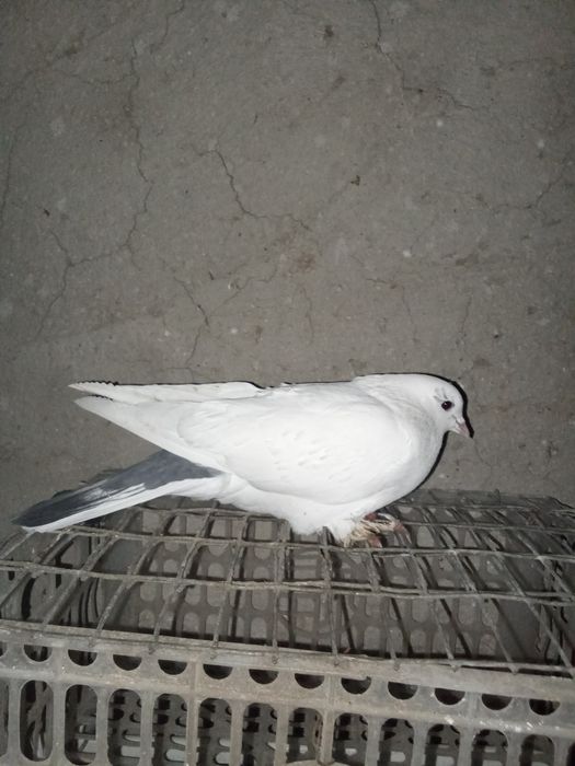 Кептер сатыладыы