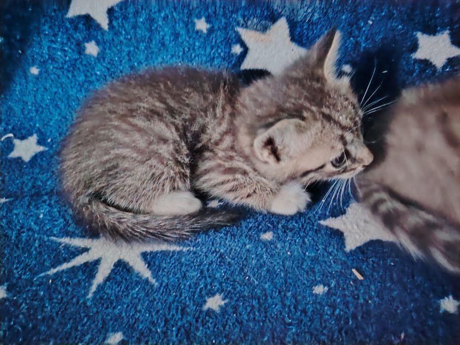 Продам бенгальских котят
