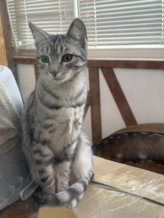 Котенок, кошечка, девочка