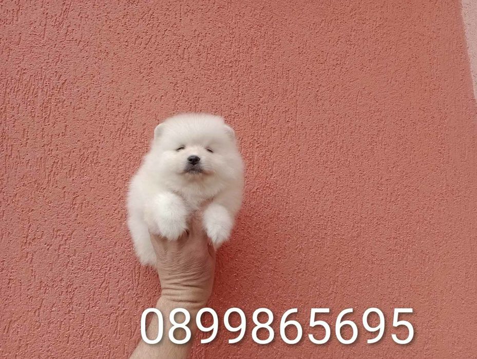 Померани на различни възрасти!!