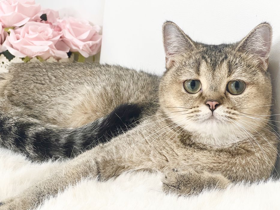 Девочка британка