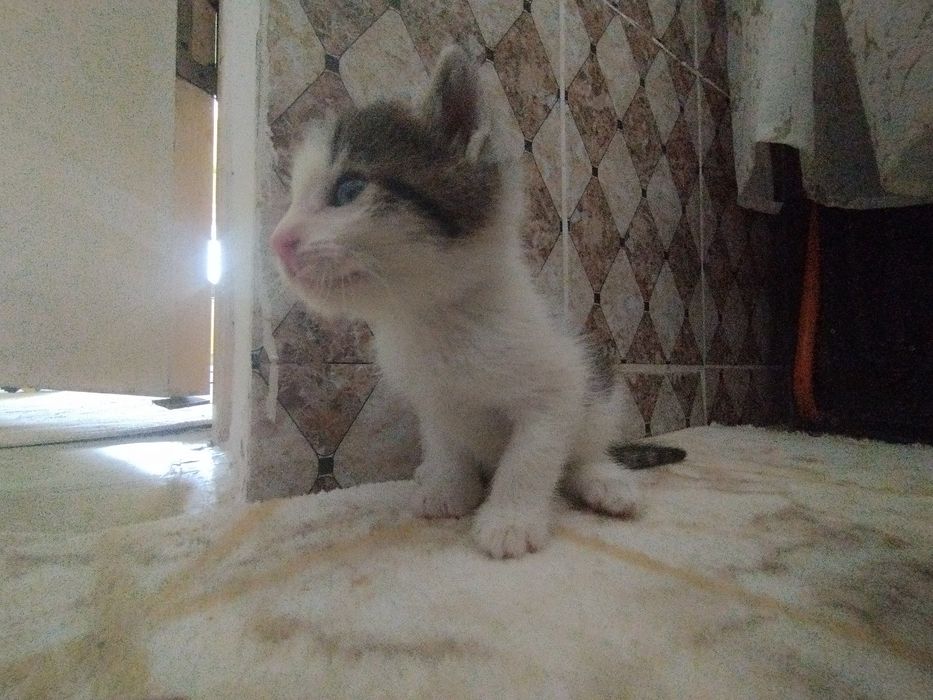 Продаются кошки мысык сатылады