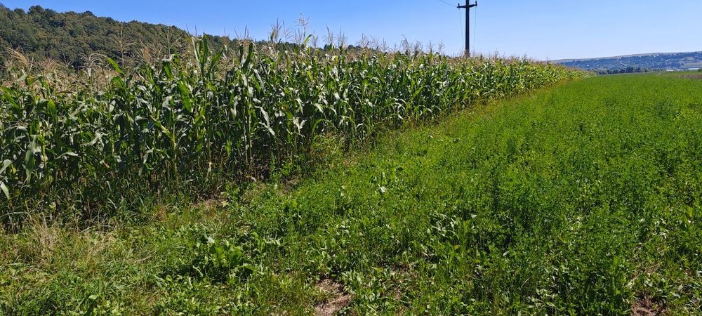 Teren intravilan de vânzare - Pătrauți, Suceava