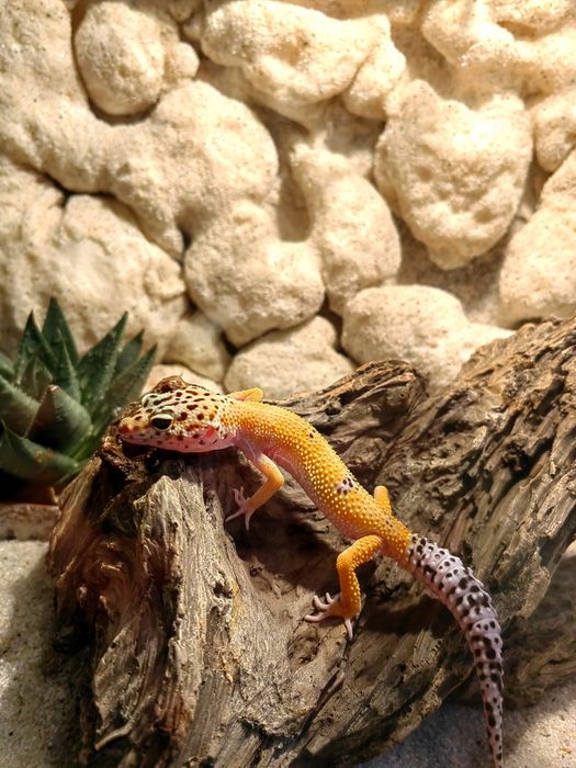 Terariu cu gecko leopard