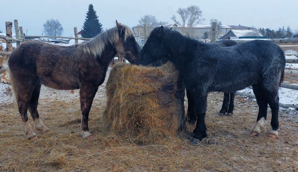 Продам тяжеловозов жеребчиков
