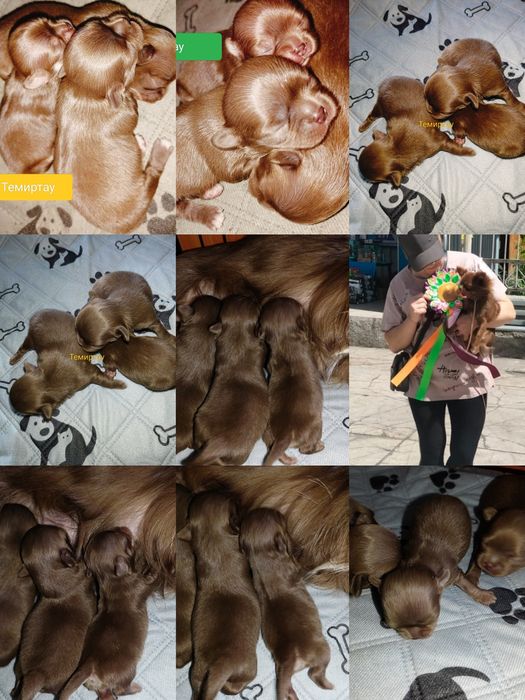 Шикарные малыши длинношерстные  Чихуахуа. В шоколадном  окрасе.