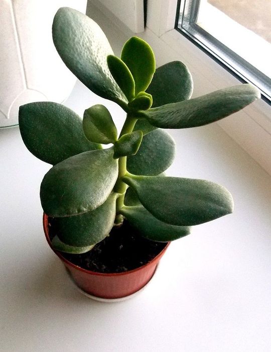 Комнатные растения