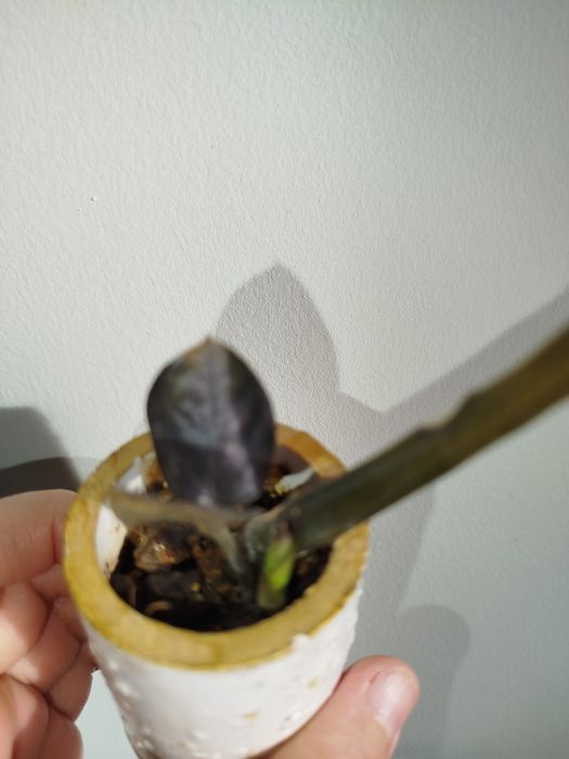 Zamiakulkas raven detkasi