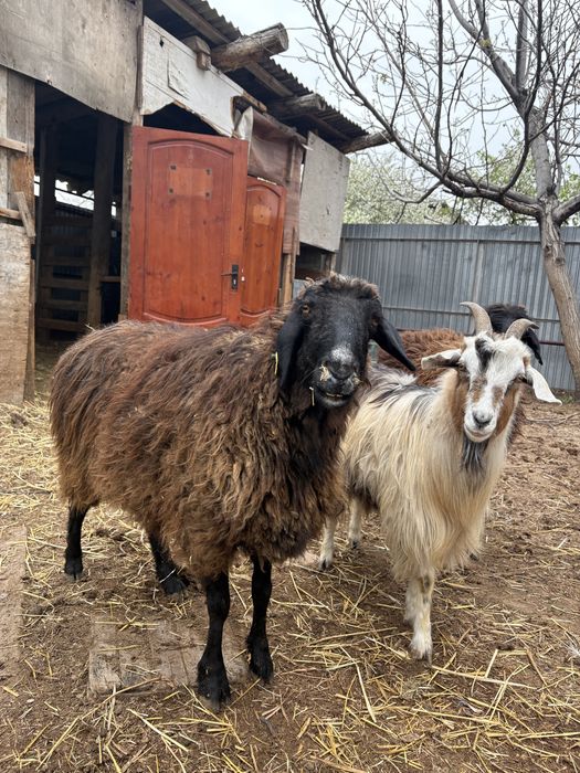 сойыска койлар сатылады