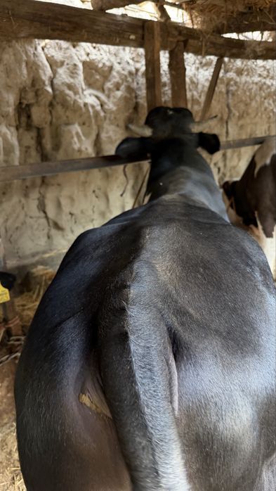 Honadonda boqilgan buqa sotiladi