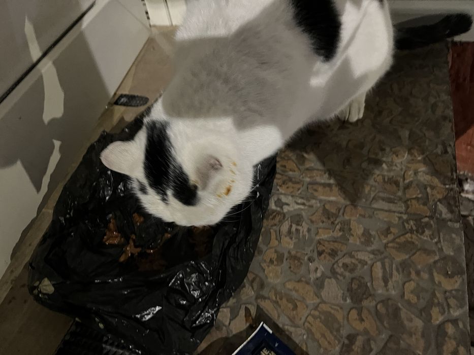 Котик  ищет  дом