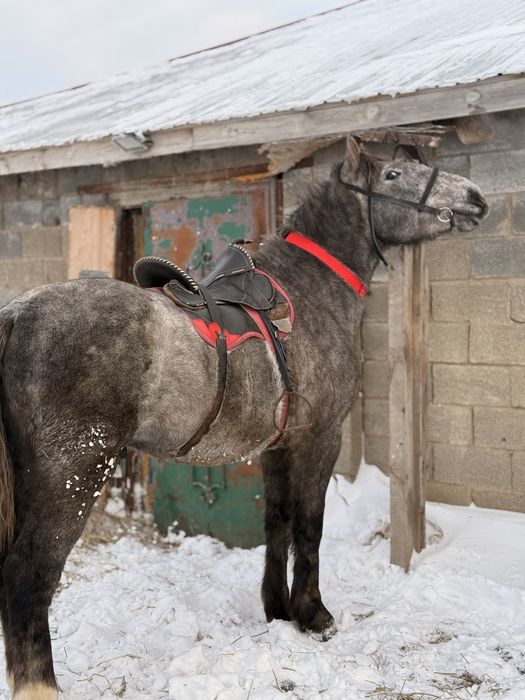 2,5 жасар құнан(дөненге шығад)