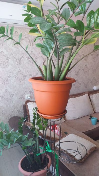 Цветок долларовое дерево