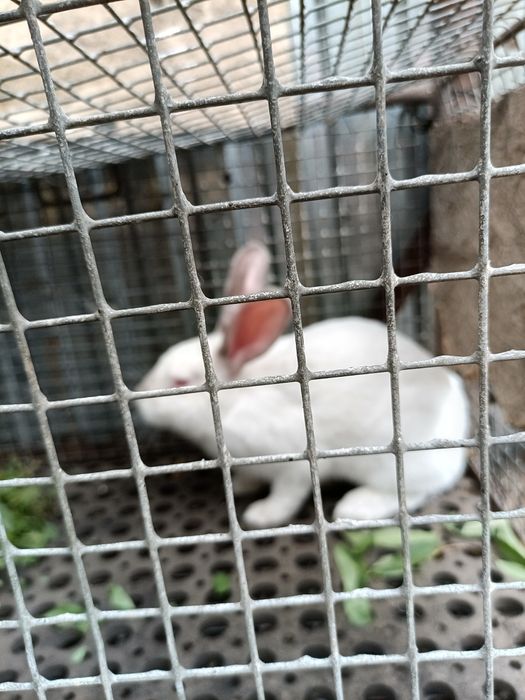 Обмен кролла 5 месяц