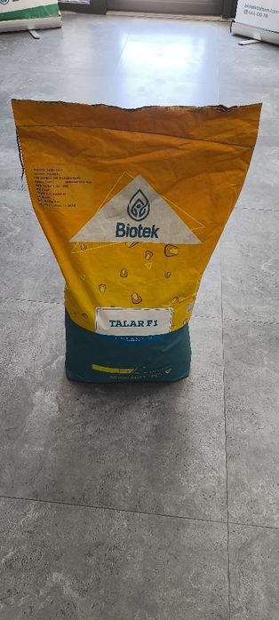 Makkajo'xori urug'