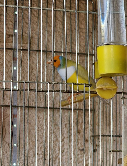 Гулдови Амадинки