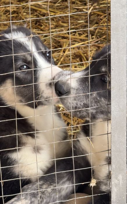 Щенки  Алабая Туркменские