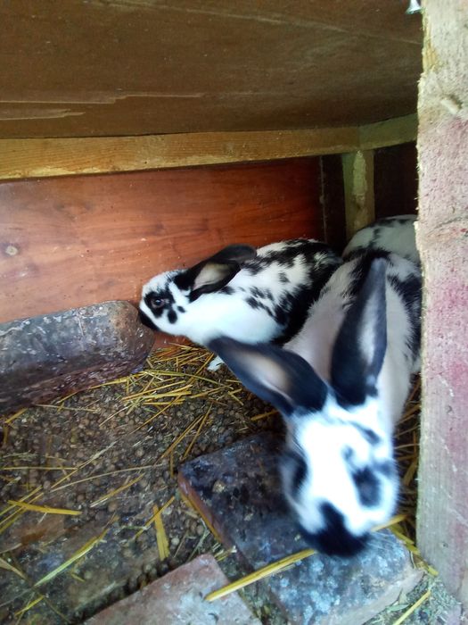 Vând iepurași din rasa fluture german