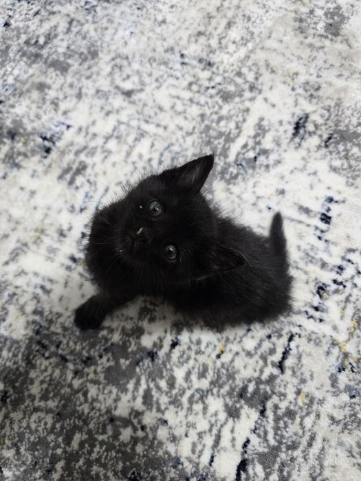 Бесплатно отдам КОТЁНКА в добрые руки