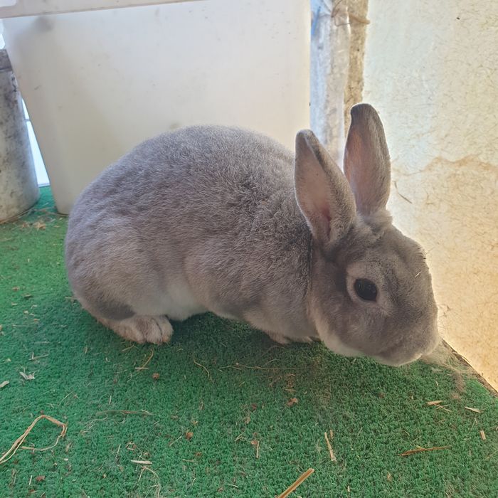 Vand rex pitic gri chinchilla