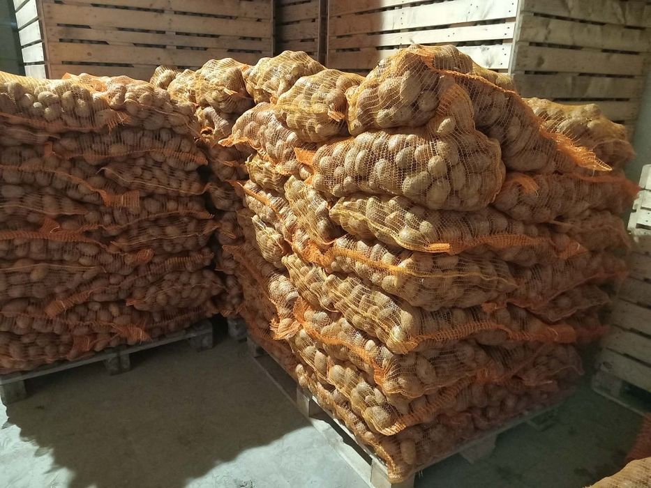 De vânzare cartofi consum